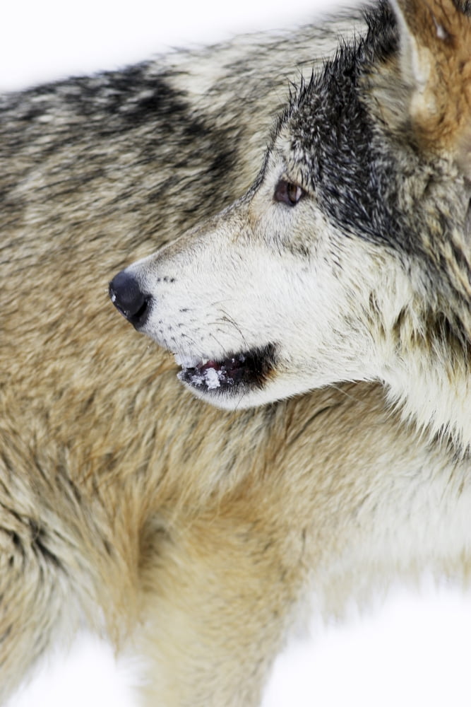Wolf Canvas Art - Richard Wear Design Pics (11 x 17)