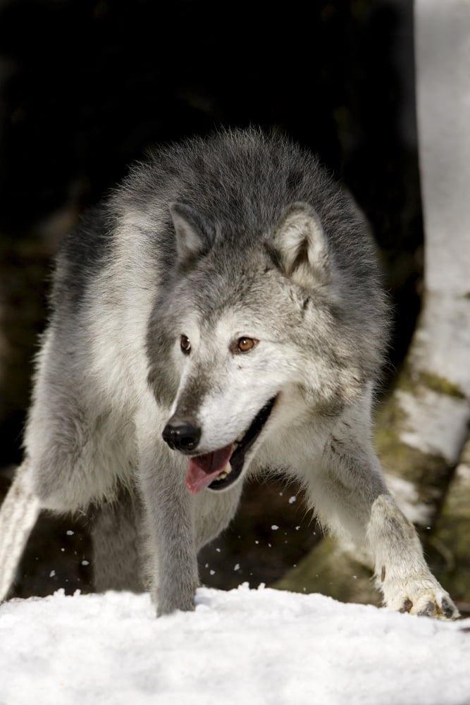 Wolf Canvas Art - Richard Wear Design Pics (11 x 17)