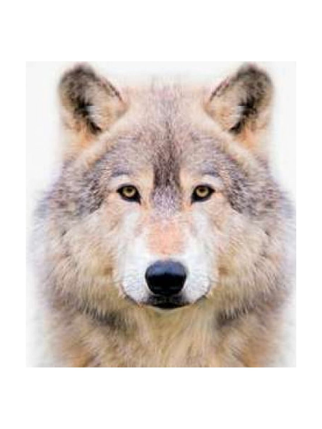 Wolf Canvas Art - Tai Prints (18 x 24)
