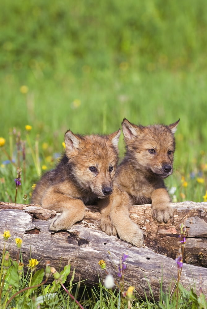 Wolf Cubs On Log Canvas Art - John Pitcher Design Pics (11 x 17)