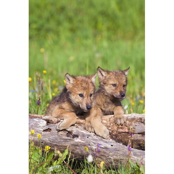 Wolf Cubs On Log Canvas Art - John Pitcher Design Pics (22 x 34)