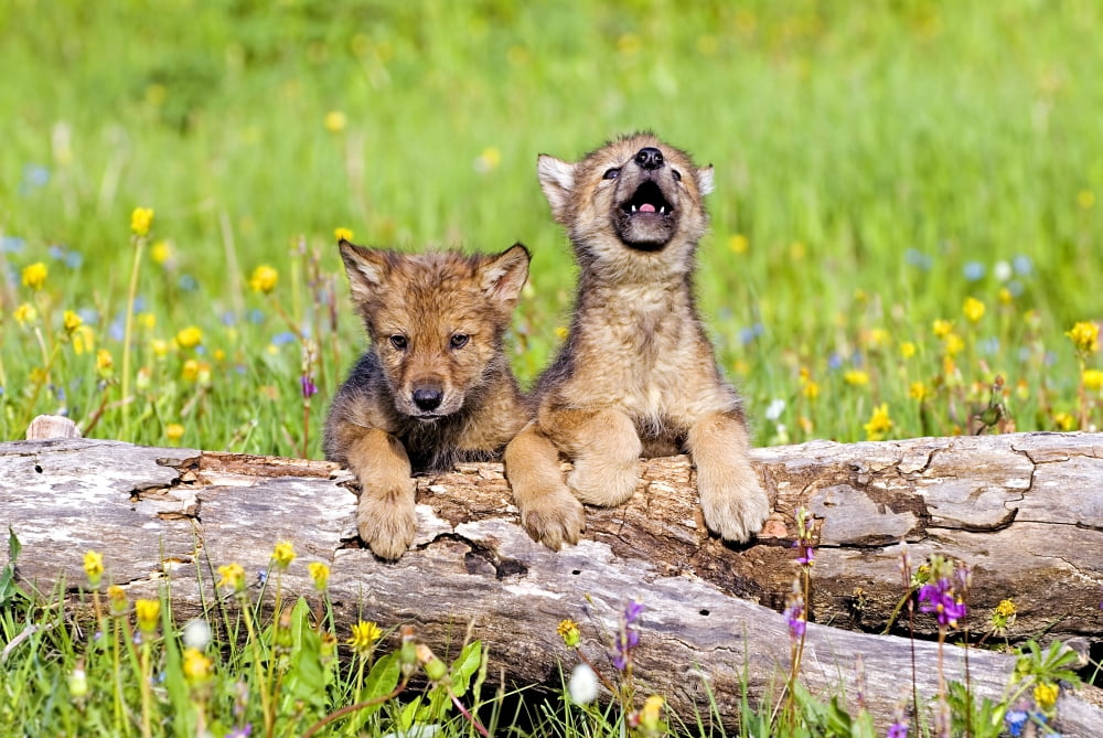 Wolf Cubs On Log Canvas Art - John Pitcher Design Pics (34 x 22)