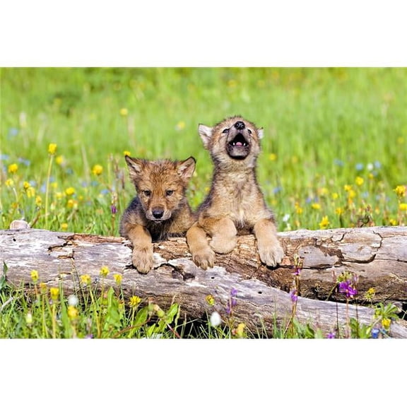 Wolf Cubs On Log Poster Print by John Pitcher, 17 x 11