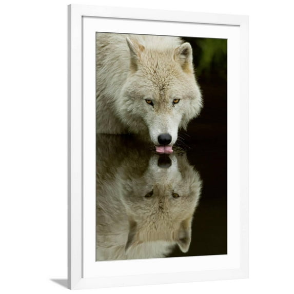 Art.com Wolf Drinking Art Print by Lantern Press, White Frame Wall Art, 32" x 44"