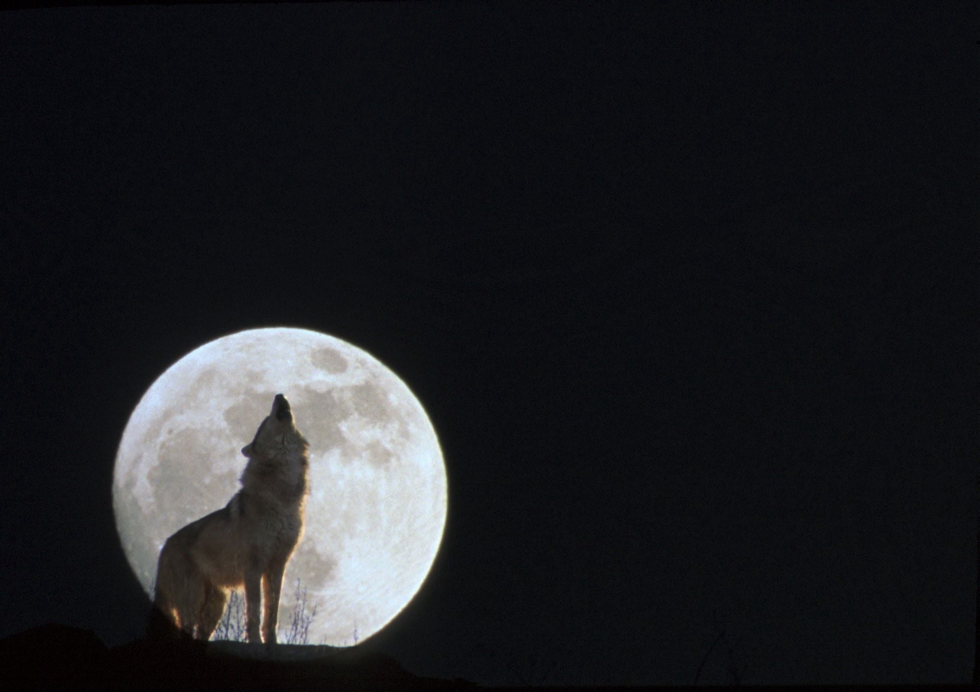 Wolf Howling At Full MoonNcaptive Composite Canvas Art - John Warden Design Pics (32 x 22)