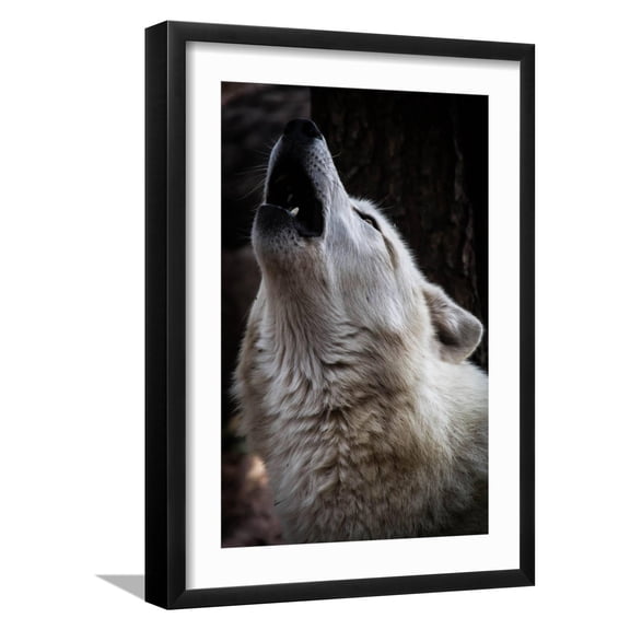 Art.com Wolf Howling Art Print by Lantern Press, Black Frame Wall Art, 17" x 23"