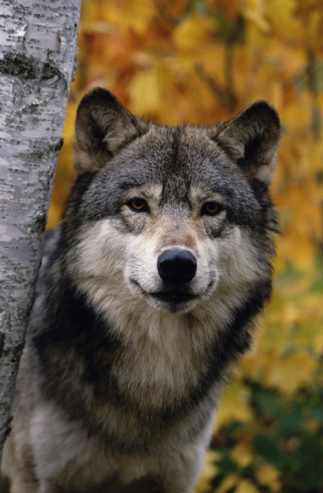 Wolf In Forest Autumn Captive MinnesotaNcanis Lupis Canvas Art - Michael DeYoung Design Pics (11 x 17)