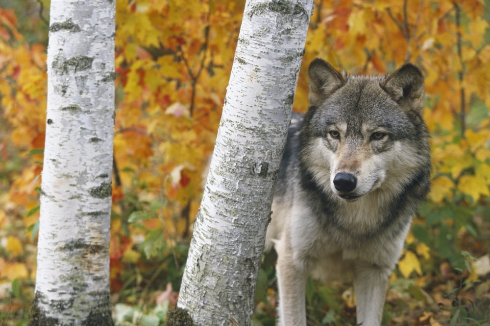Wolf In Forest Autumn Captive MinnesotaNcanis Lupis Canvas Art - Michael DeYoung Design Pics (17 x 11)