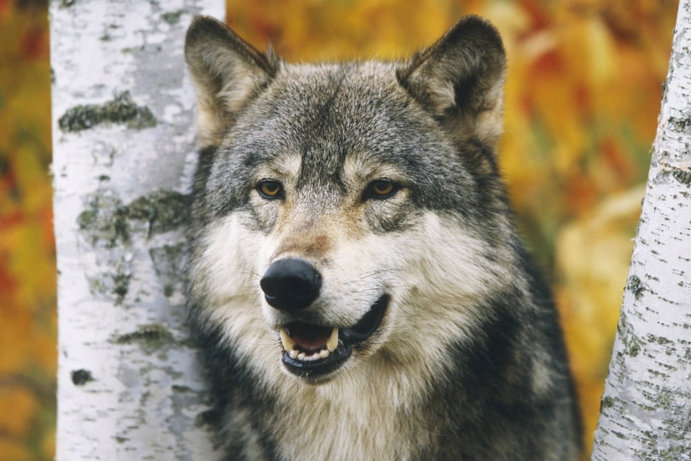Wolf In Forest Autumn Captive MinnesotaNcanis Lupis Canvas Art - Michael DeYoung Design Pics (34 x 22)