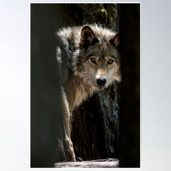 Wolf In Forest Poster Wall Art, Modern Wall Decor, 8x12 UNFRAMED