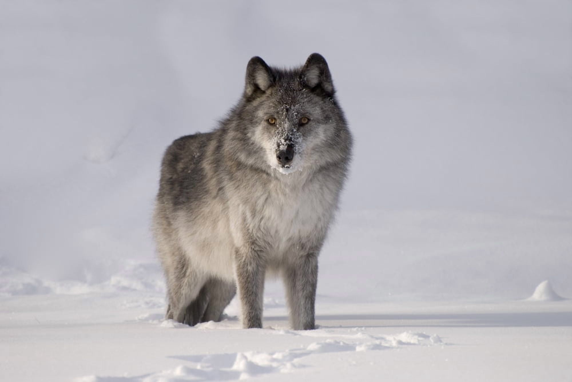 Wolf In The Snow Canvas Art - Philippe Widling Design Pics (17 x 11)