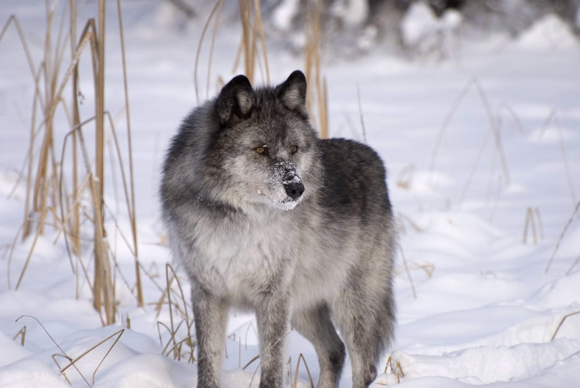 Wolf In The Snow Canvas Art - Philippe Widling Design Pics (17 x 11)