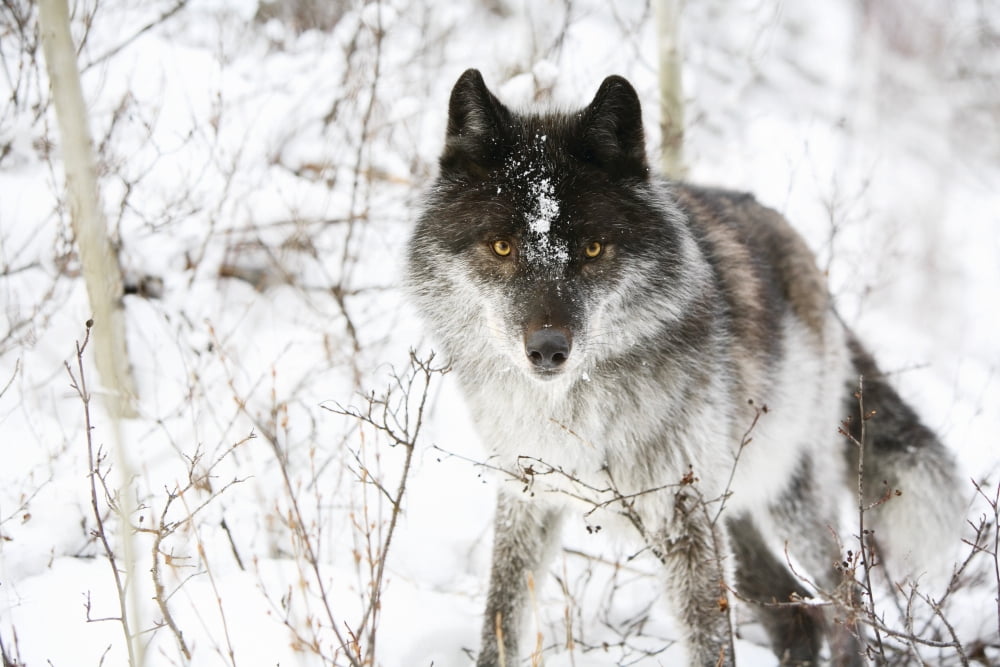 Wolf In The Snow Canvas Art - Richard Wear Design Pics (17 x 11)