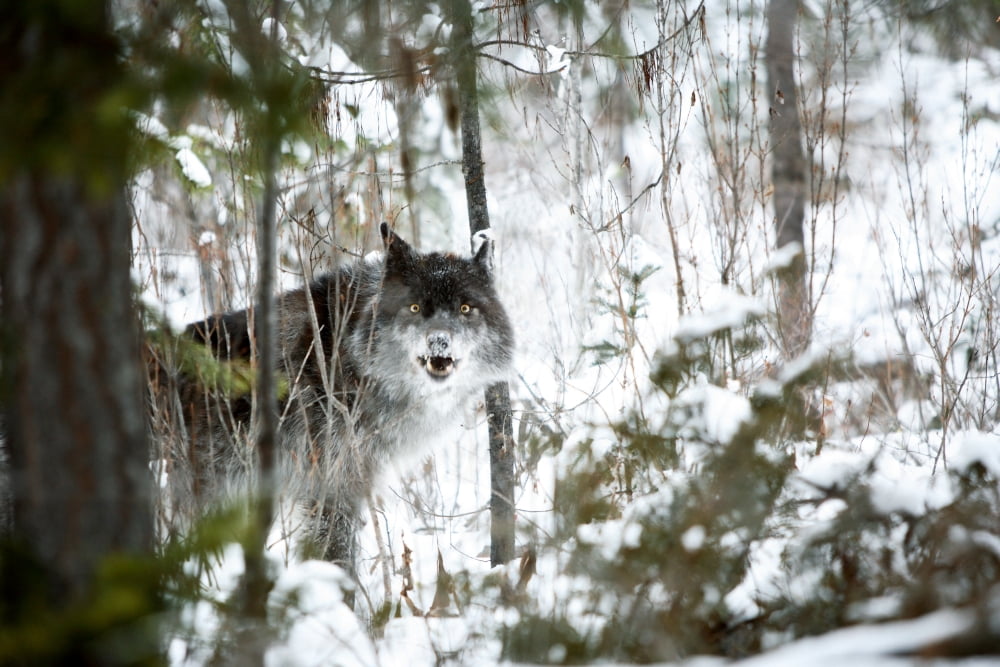 Wolf In The Snow Canvas Art - Richard Wear Design Pics (34 x 22)