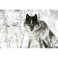 thumbnail image 1 of Wolf In The Snow Poster Print, 1 of 2