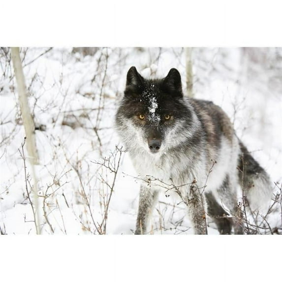 Wolf In The Snow Poster Print