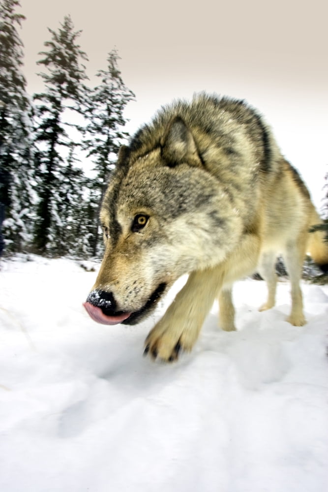 Wolf On The Prowl Canvas Art - Richard Wear Design Pics (11 x 17)