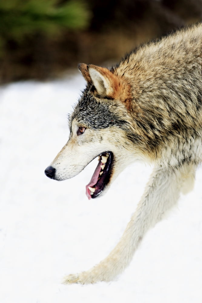 Wolf On The Prowl Canvas Art - Richard Wear Design Pics (11 x 17)