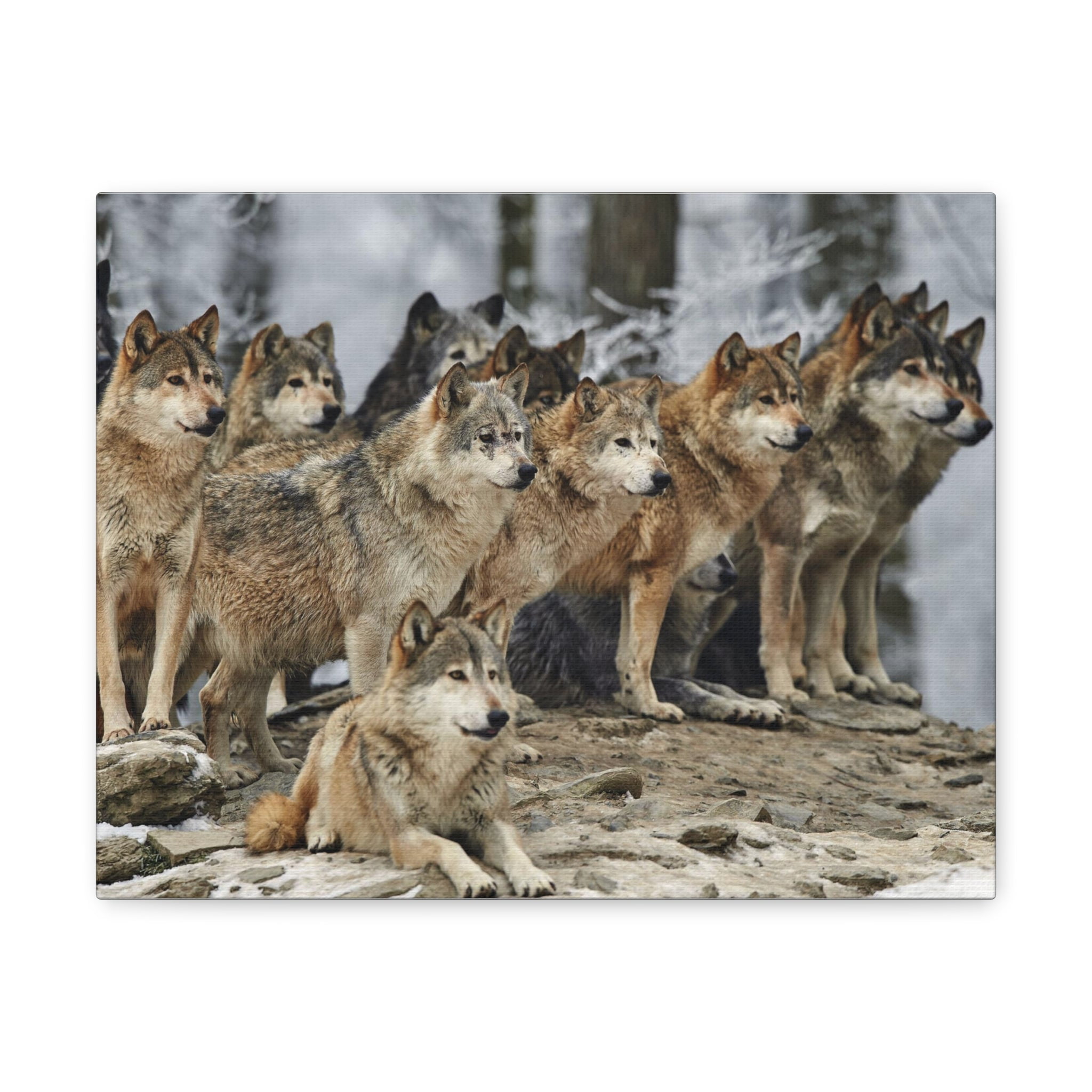 30" x 24" Brown and Gray Wolf Pack Canvas Wall Art