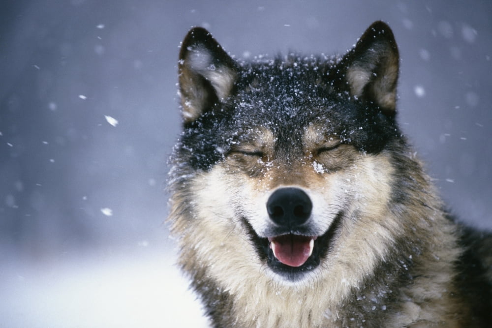 Wolf Portrait Captive Winter Canvas Art - Tom Soucek Design Pics (17 x 11)