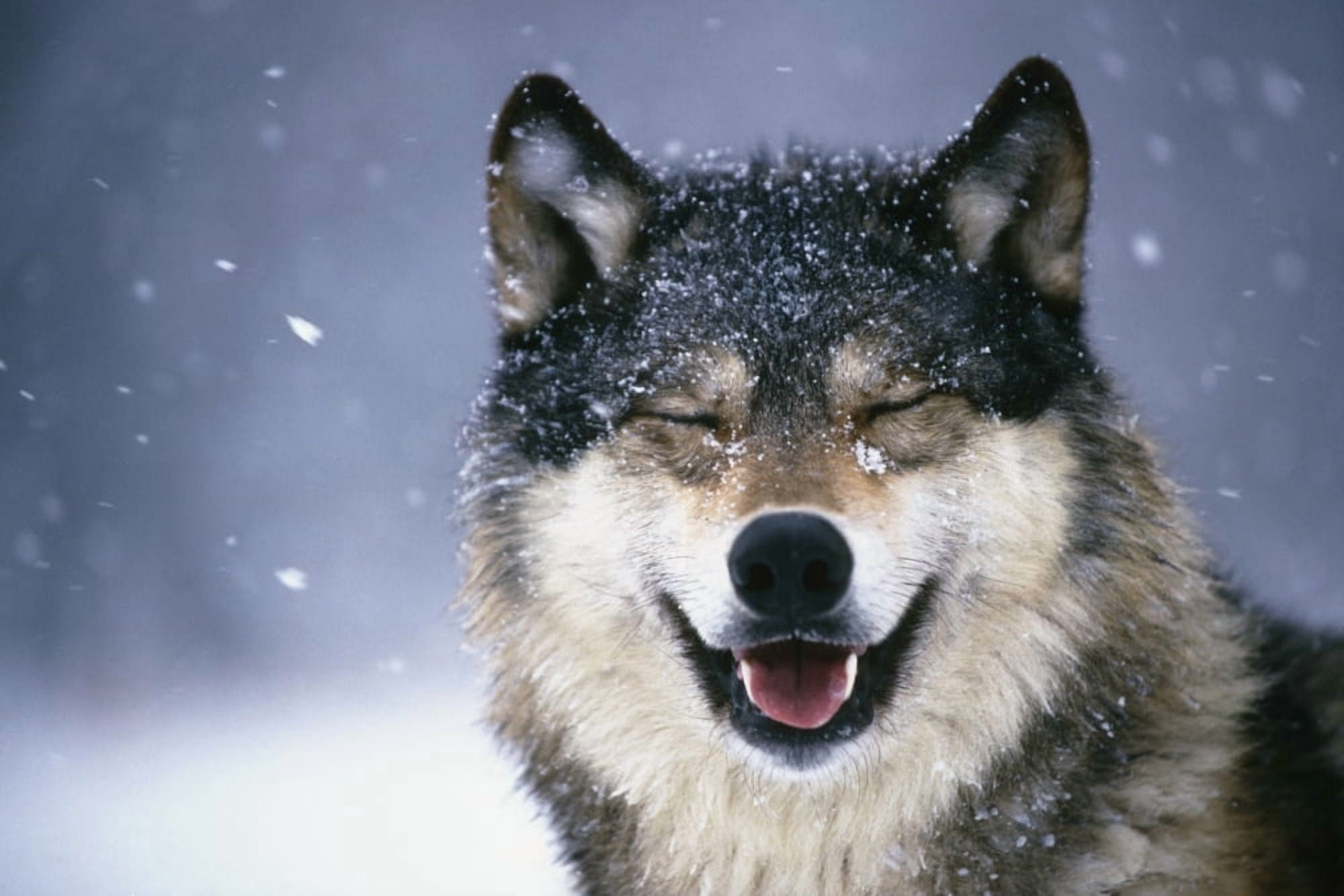 Wolf Portrait Captive Winter Canvas Art - Tom Soucek Design Pics (34 x 22)
