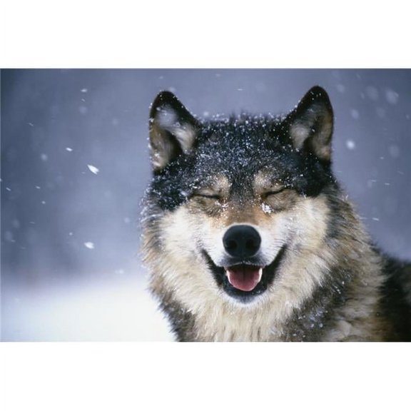 Wolf Portrait Captive Winter Poster Print