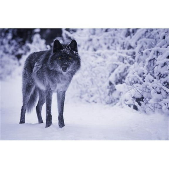 Wolf Poster Print by Don Hammond, 34 x 22 - Large