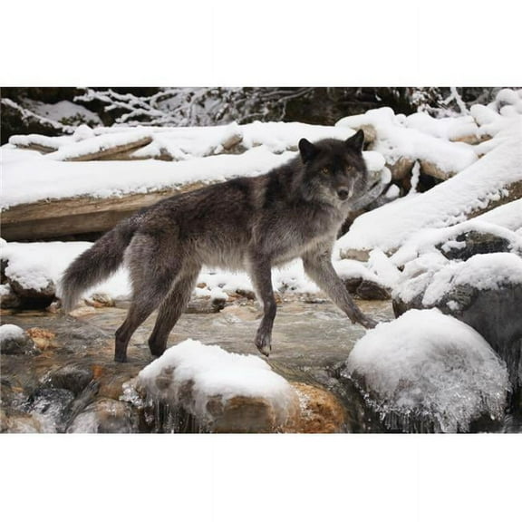 Wolf Poster Print by Don Hammond, 34 x 22 - Large