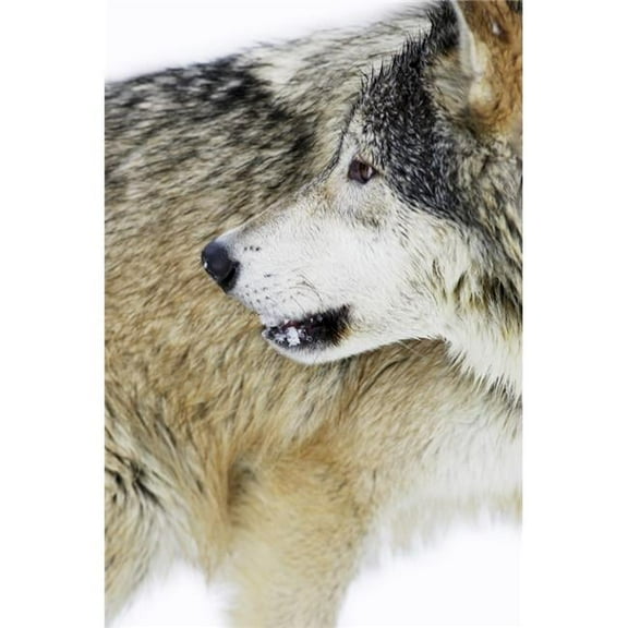 Wolf Poster Print by Richard Wear, 22 x 34 - Large