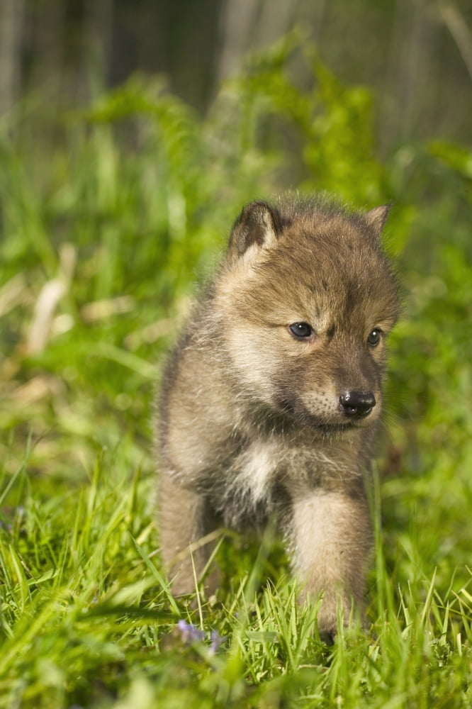 Wolf Pup In Grass Captive Minnesota Spring Canvas Art - Michael DeYoung Design Pics (22 x 34)