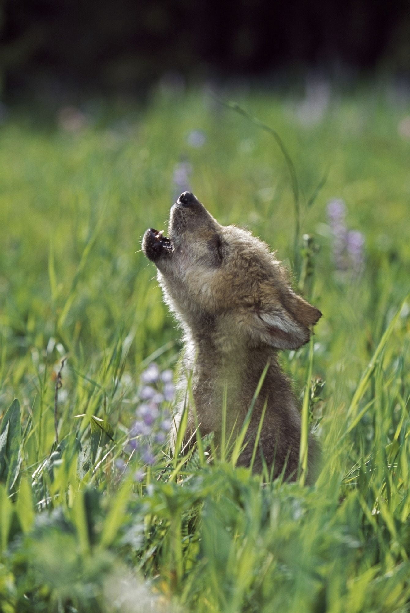 Wolf Puppy Howling In Mountain Meadow Canvas Art - David Ponton Design Pics (12 x 18)