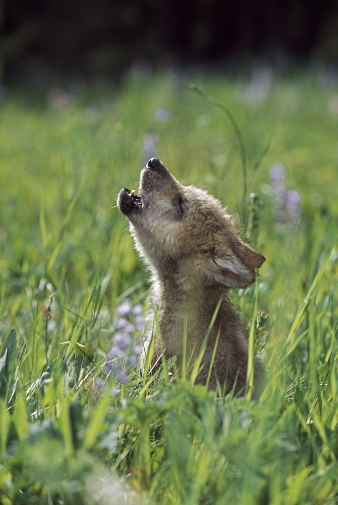 Wolf Puppy Howling In Mountain Meadow Canvas Art - David Ponton Design Pics (24 x 36)