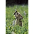 thumbnail image 1 of Wolf Puppy Howling In Mountain Meadow Poster Print (8 x 10), 1 of 1