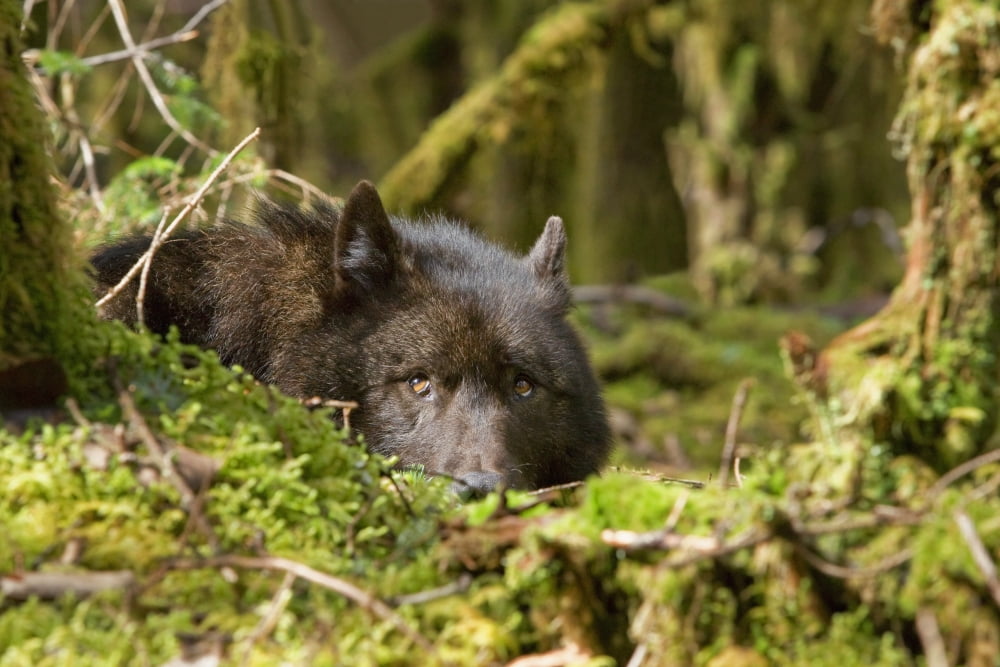 Wolf Rests In A Mossy Bed On The Forests Floor Of The Tongass National Forest In Southeast Alaska Canvas Art - John Hyde Design Pics (17 x 11)
