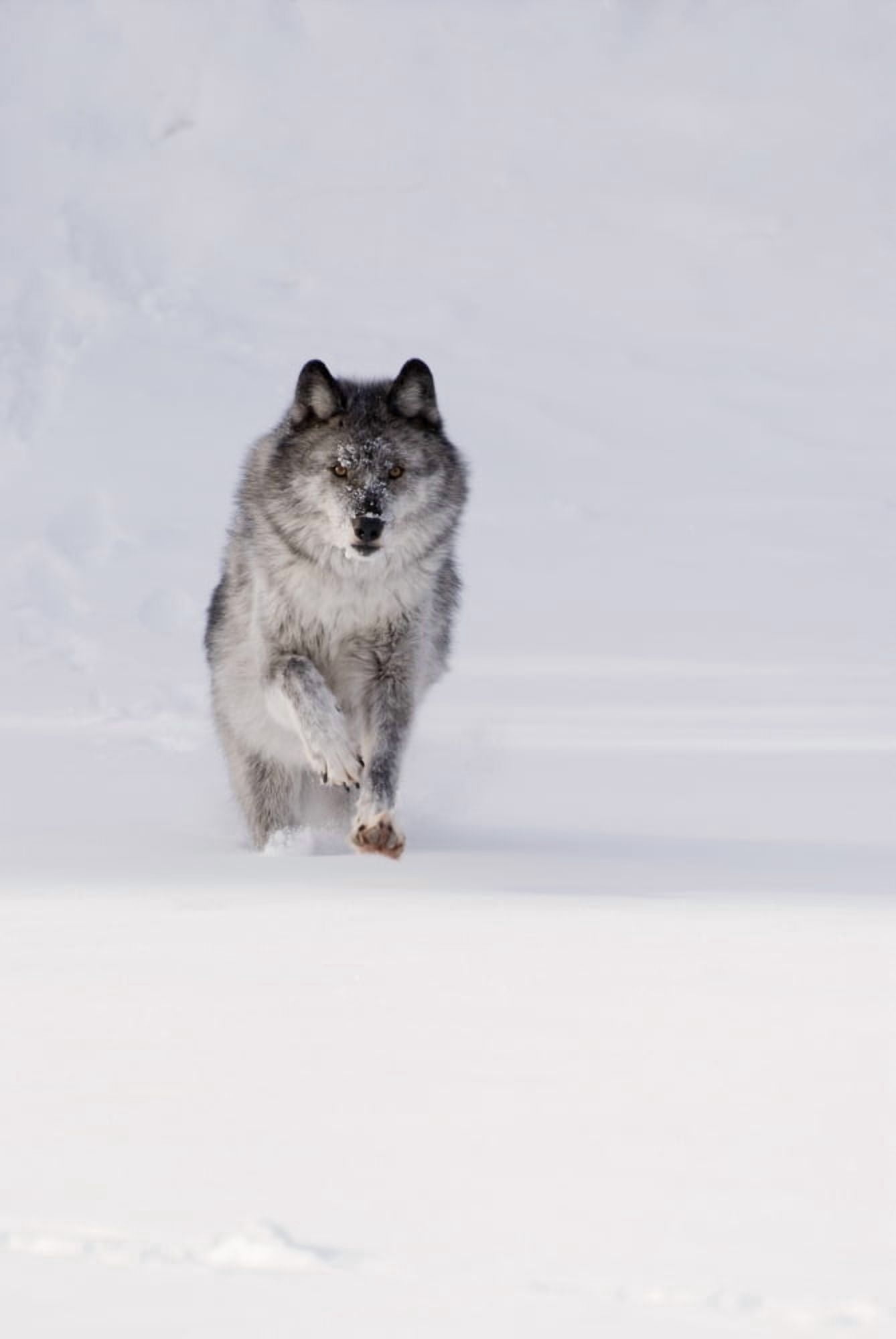 Wolf Running In The Snow Canvas Art - Philippe Widling  Design Pics (11 x 17)