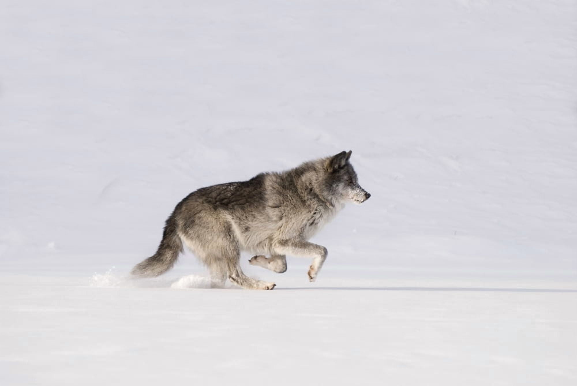 Wolf Running In The Snow Canvas Art - Philippe Widling Design Pics (17 x 11)