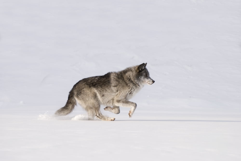 Wolf Running In The Snow Canvas Art - Philippe Widling Design Pics (34 x 22)