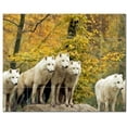 thumbnail image 1 of Wolf Wolves Ceramic Tile Mural Kitchen Backsplash Bathroom Shower, 403122-XL54, 1 of 3