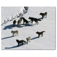 thumbnail image 1 of Wolf Wolves Ceramic Tile Mural Kitchen Backsplash Bathroom Shower, 403145-XL54, 1 of 3