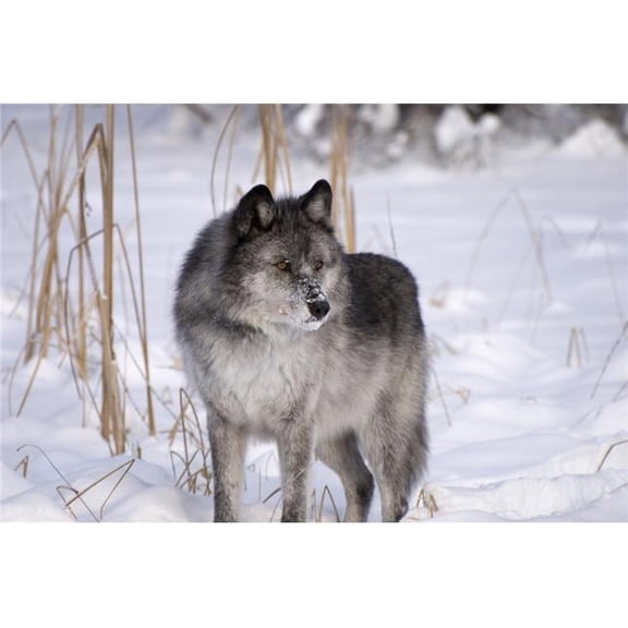 Wolf in The Snow Poster Print, Large - 34 x 22