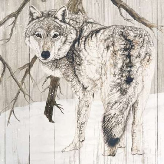 Wolf in Woods on Barn Board Canvas Art - Jacquie Vaux (24 x 24)
