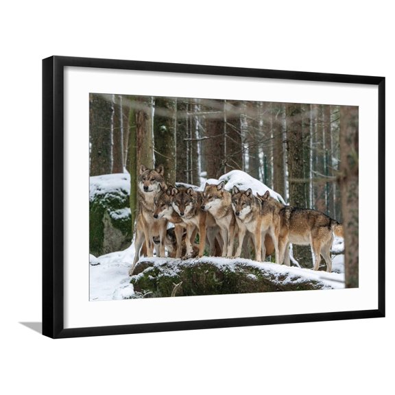 Art.com Wolf pack huddling together in snowy forest, Czech Republic Photographic Print by Franco Banfi, Black Frame Wall Art, 29" x 21"