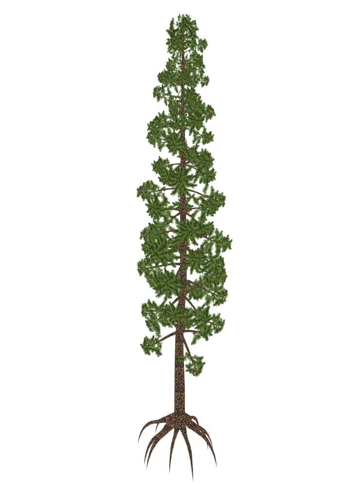 Wollemia nobilis prehistoric tree Canvas Art - Elena DuvernayStocktrek Images (24 x 32)