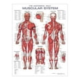 thumbnail image 1 of The Muscular System Anatomical Chart, 2nd Edition - Laminated, 1 of 1