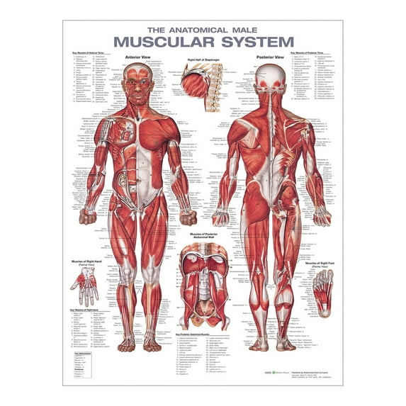 The Muscular System Anatomical Chart, 2nd Edition - Laminated