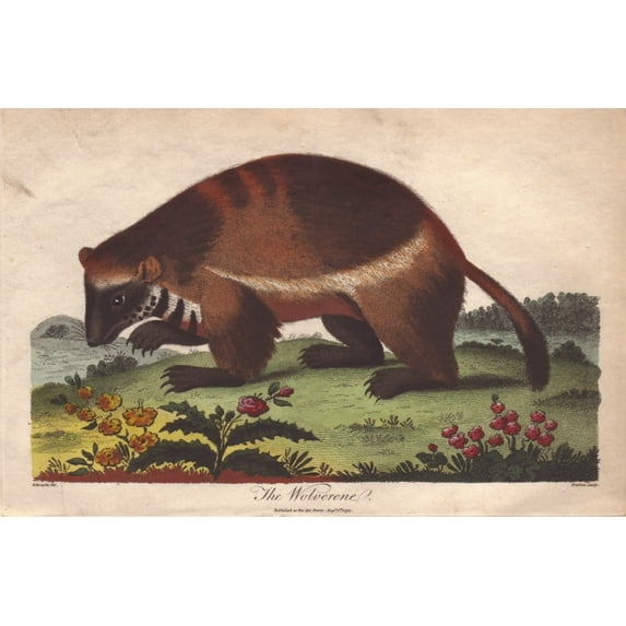 Wolverine Or Gulo Gulo Poster Print By ® Florilegius Mary Evans (24 X 18)
