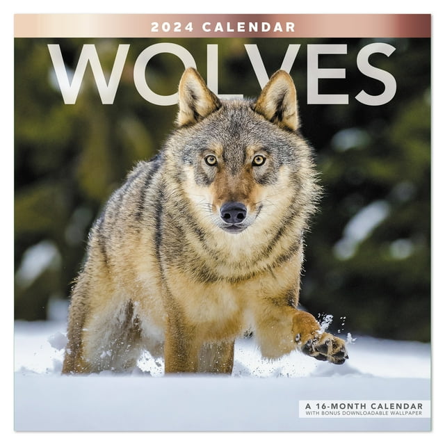 Wolves 2024 Monthly Wall Calendar 12 x 12 Wall Calendars