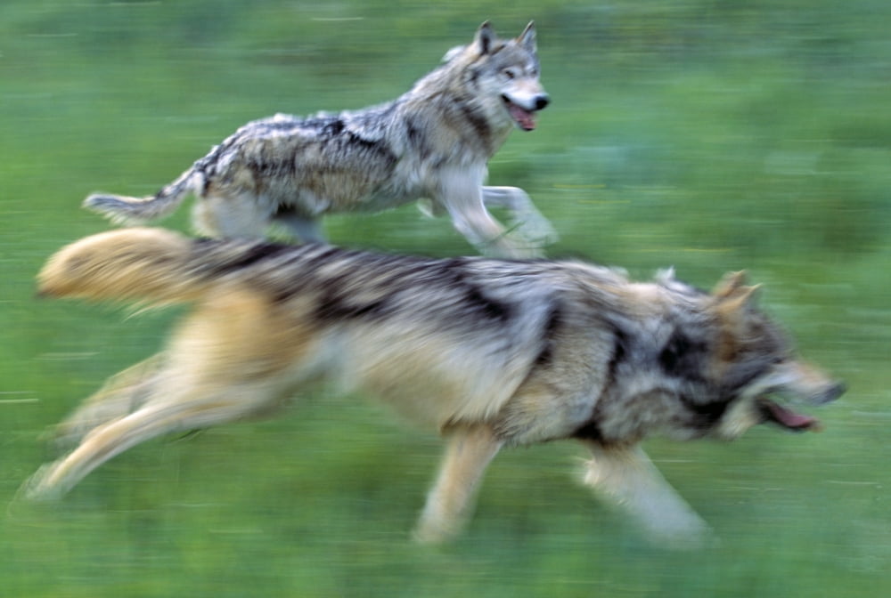 Wolves Running In Mountain Meadow Blurred Focus Canvas Art - Natural Selection David Ponton Design Pics (18 x 12)