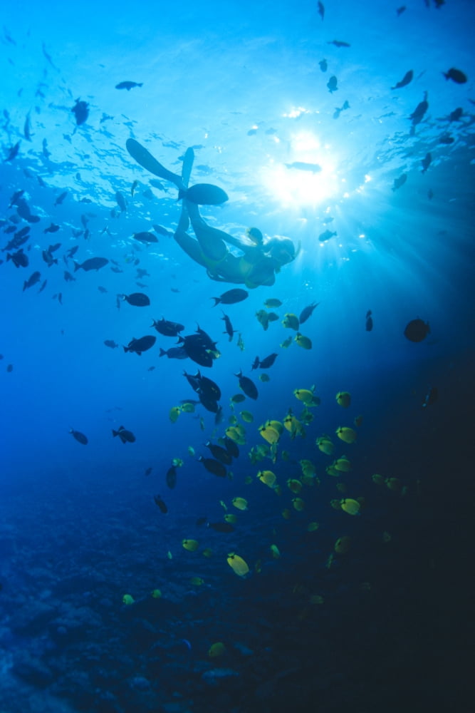 Woman Snorkeling With Reef Fish Sunburst Through Surface Canvas Art - Dave Fleetham Design Pics (12 x 19)