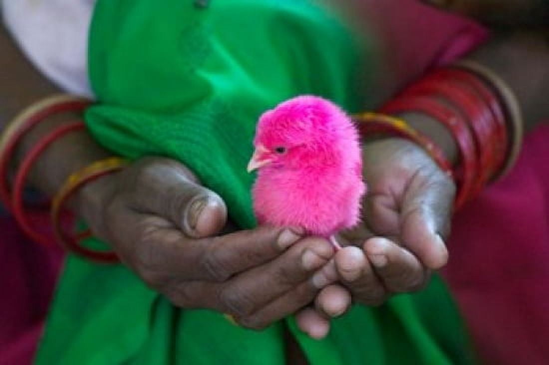 Woman and Chick Painted with Holy Color Orissa India Canvas Art - Keren Su DanitaDelimont (26 x 17)